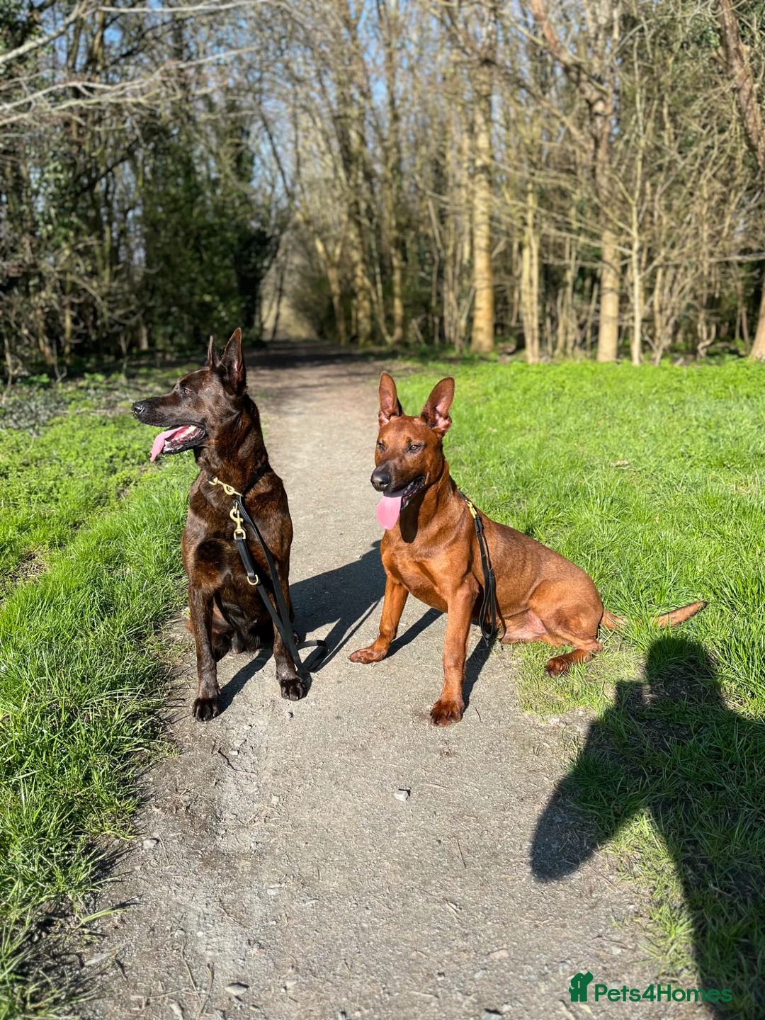 Mixed Breed dogs for sale: Buddy  - Advert 1