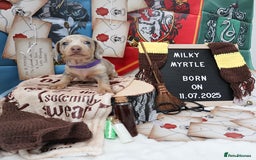 Miniature Dachshund dogs for sale: KC Reg short haired miniature dachshunds - Image 9