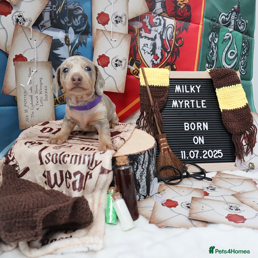 Miniature Dachshund dogs for sale: KC Reg short haired miniature dachshunds - Image 9