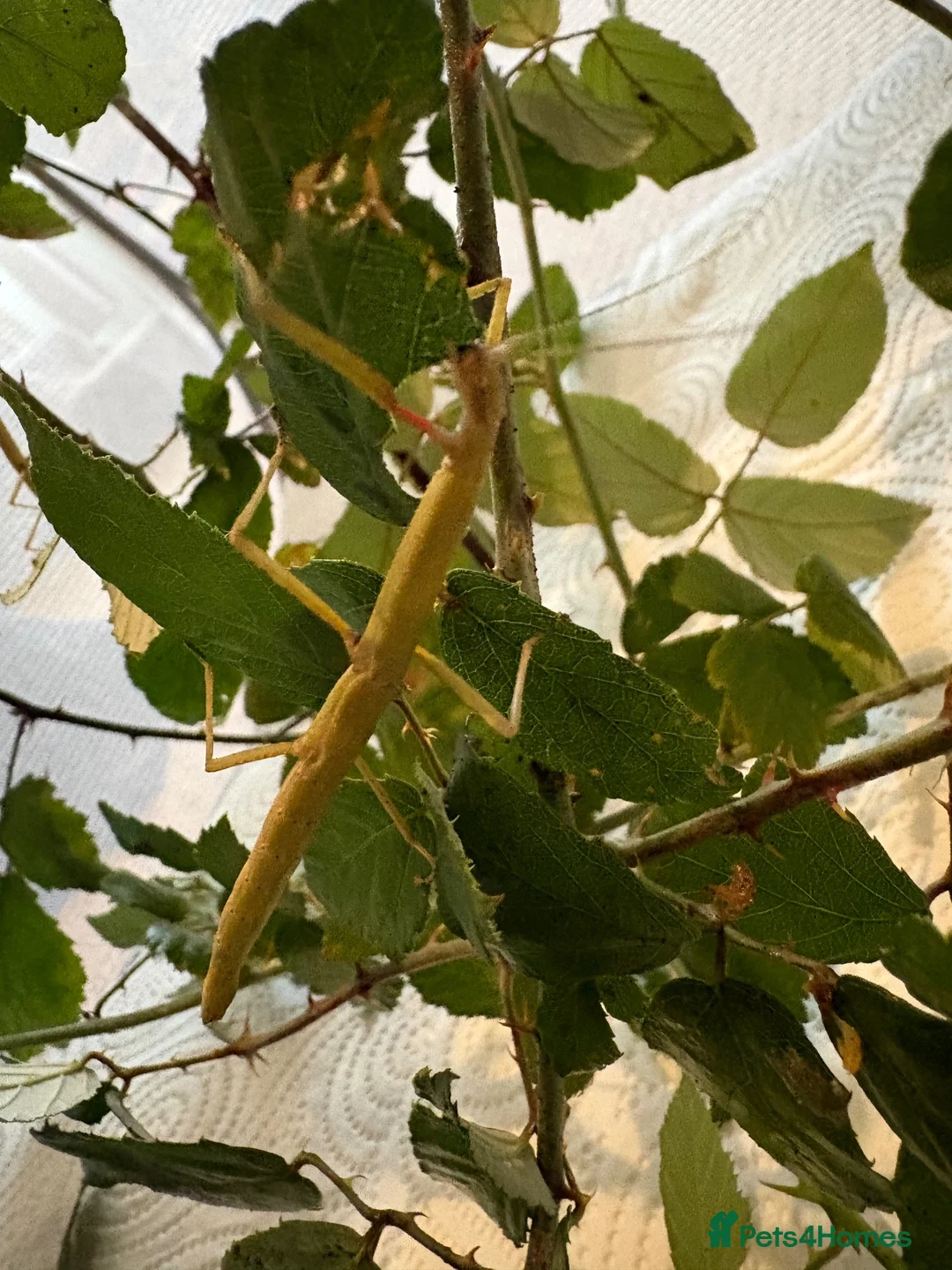 Stick Insects invertebrates for sale: Indian Stick Insect Eggs  in Hereford - Advert 4