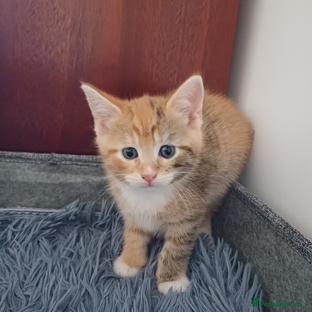 Mixed Breed cats for sale: Lovely kittens😻😻😽😽❤️ - Advert 20