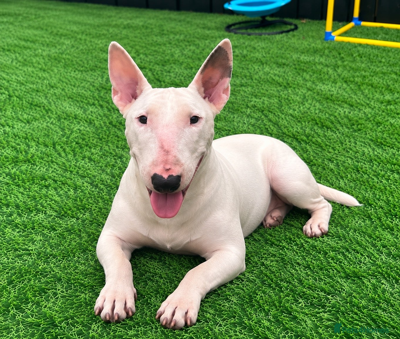 English Bull Terrier dogs (Sadie) Beautiful English bull terrier female  - Advert 2
