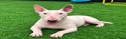 English Bull Terrier dogs for sale: (Sadie) Beautiful English bull terrier female  - Advert 2