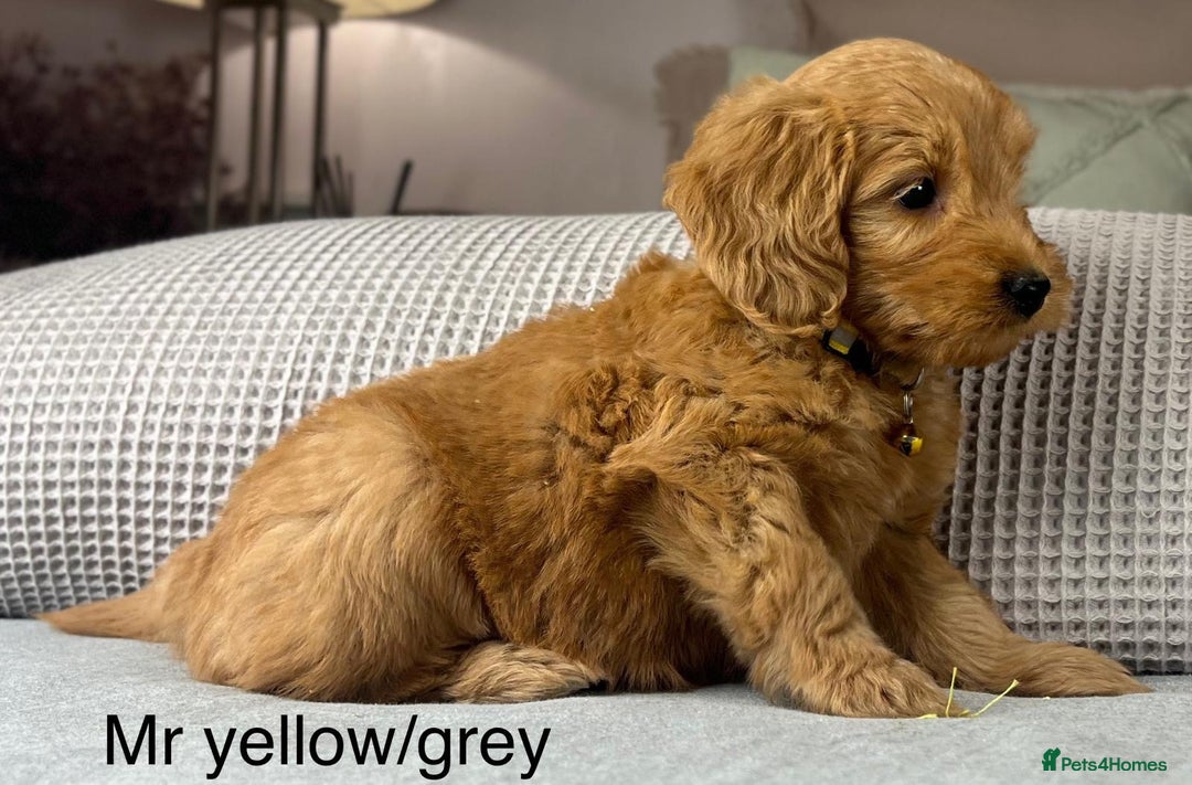 Goldendoodle dogs for sale: Hereditary clear mum. Fully hip elbow and DNA Dad. - Image 29
