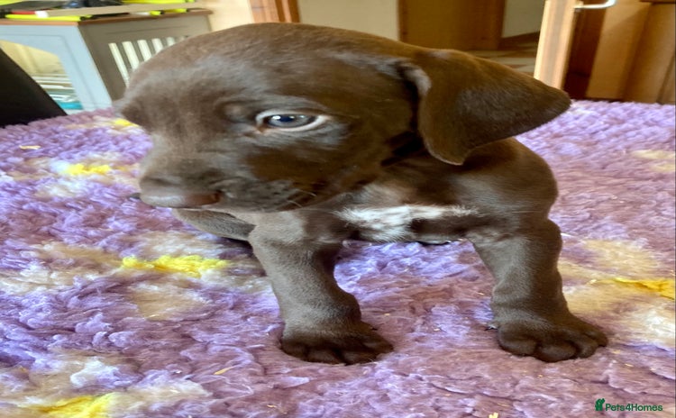 German Shorthaired Pointer dogs - Advert 4