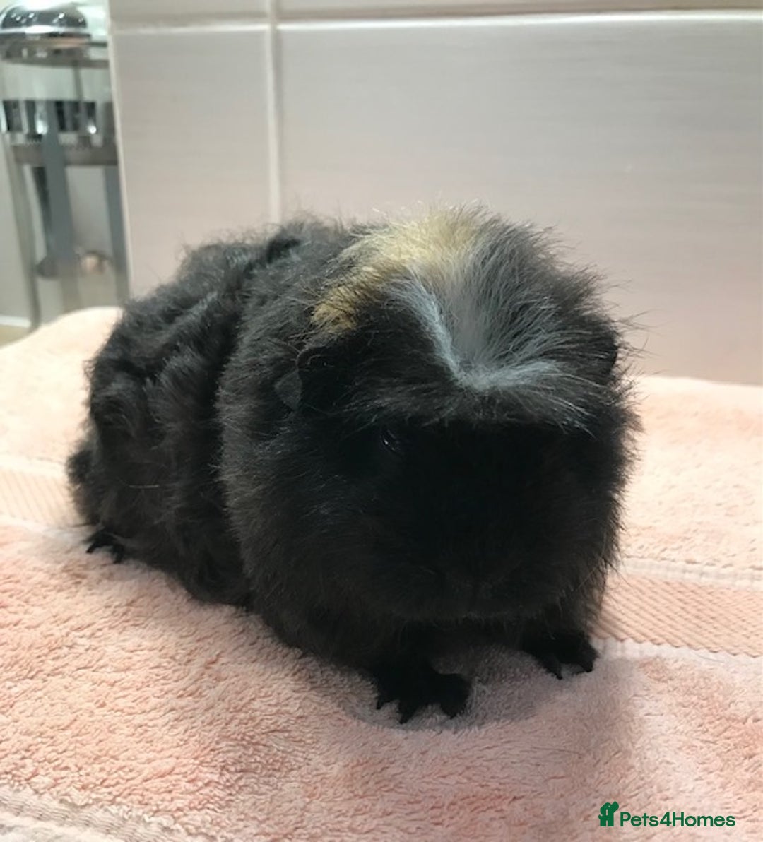 Guinea Pig rodents for sale: Beautiful Pigs - Boars, Sows, Pairs and Single - Advert 7