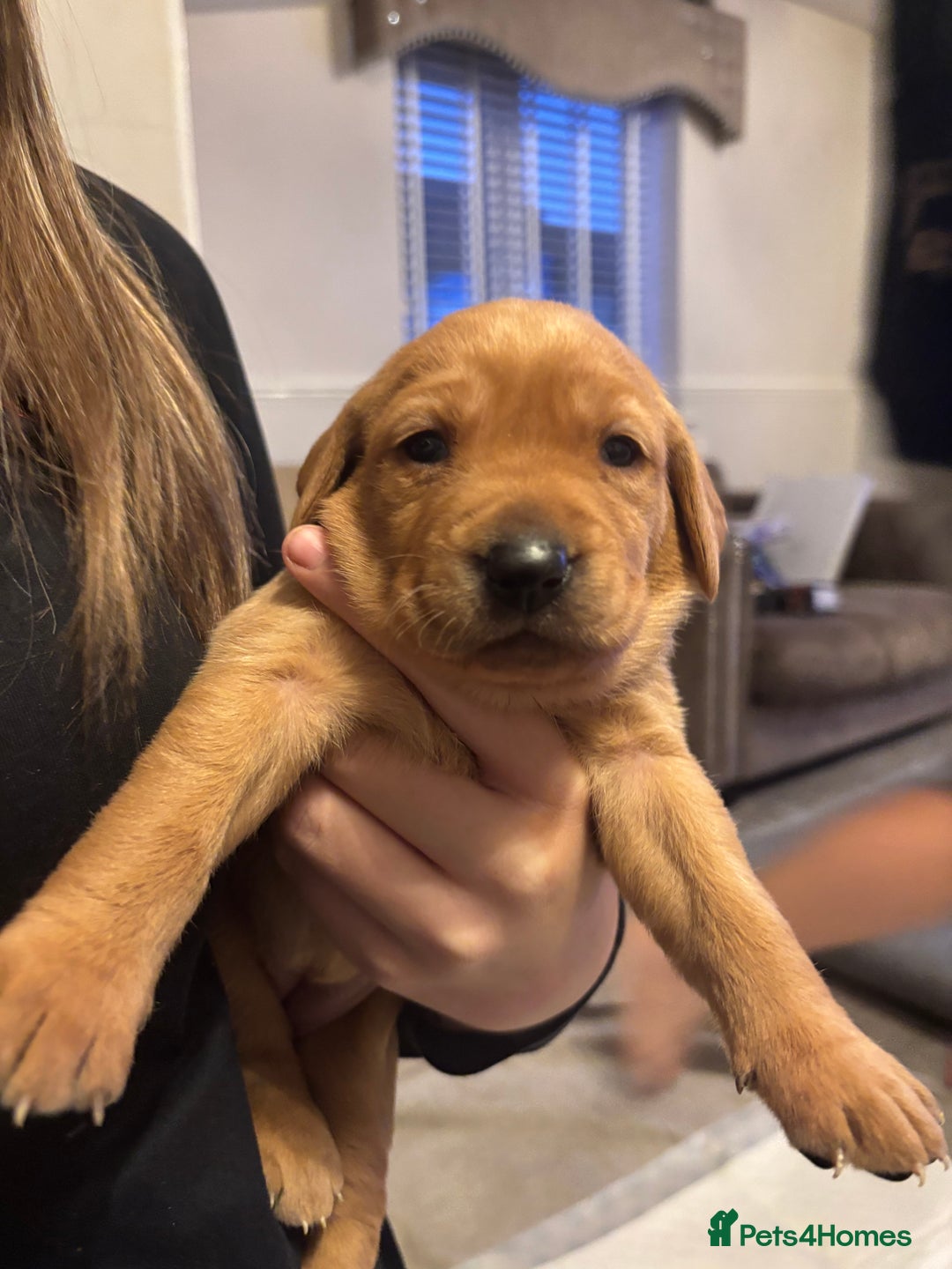 Labrador Retriever dogs for sale: 7 beautiful Labrador puppies red and black  - Advert 5