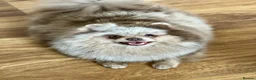 Pomeranian dogs for sale: ✨Teddy Bear Pom Puppies Ready to Melt Hearts✨ - Advert 12