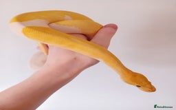 Python Snake reptiles for sale: 1 Powerhouse Ball Python for sale  - Image 2