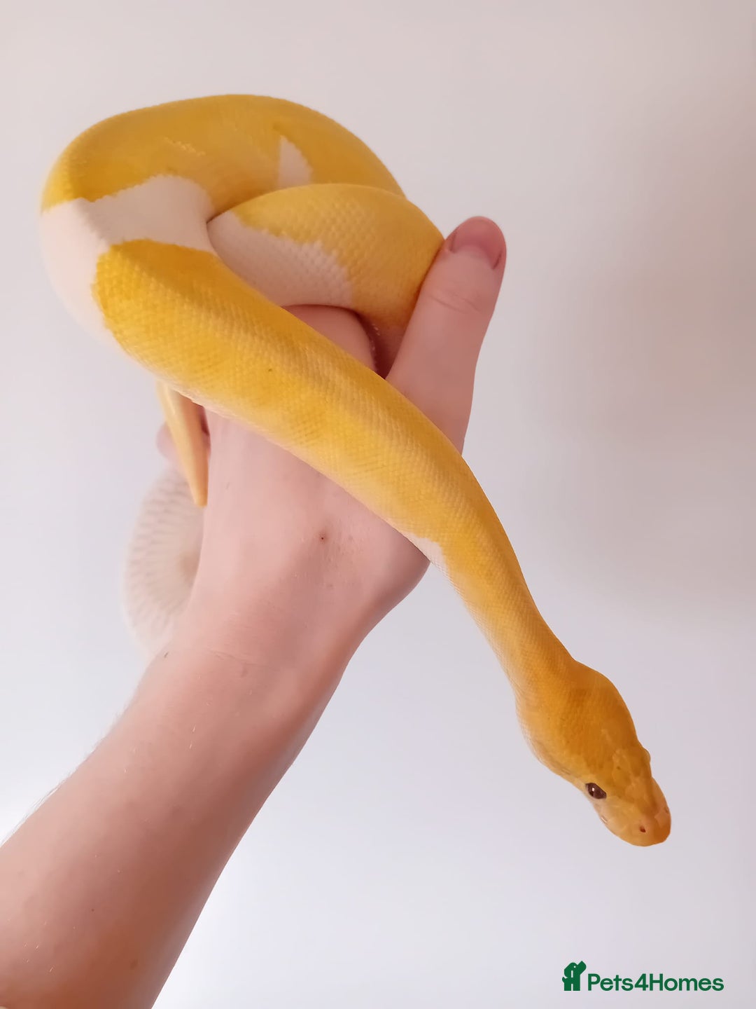 Python Snake reptiles for sale: 1 Powerhouse Ball Python for sale  - Image 2