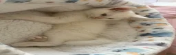 Mixed Breed cats for sale: Ragdoll x White Russian Kitten Male 9 weeks  - Advert 9