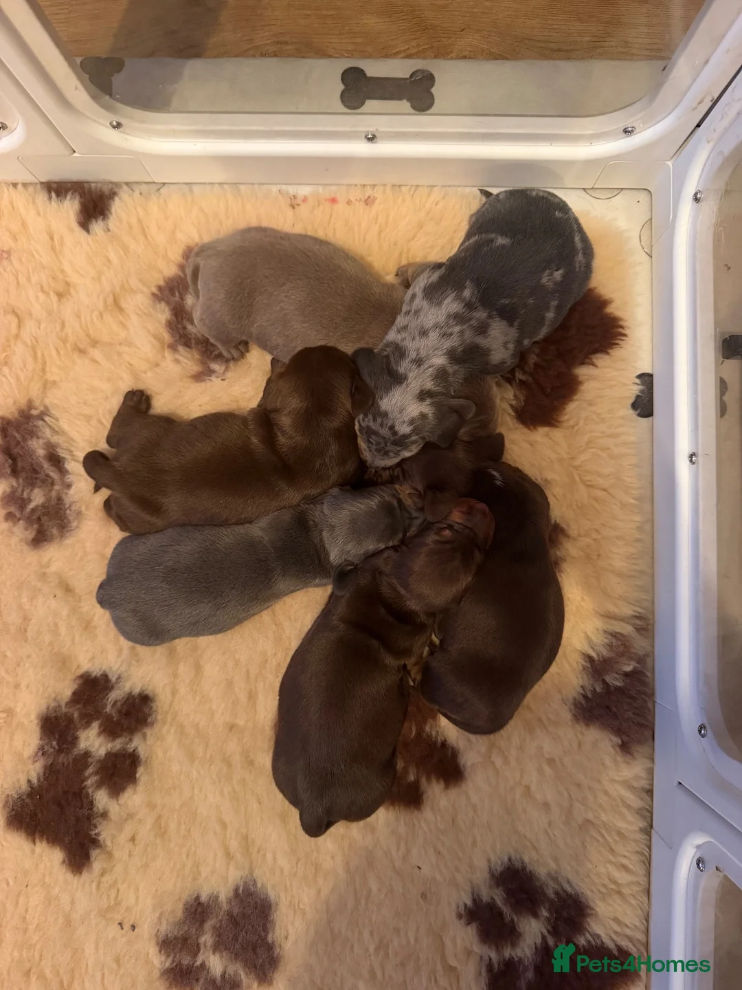 Miniature Dachshund dogs for sale: Beautiful Miniature Dachshund Puppies 🐶 - Advert 2