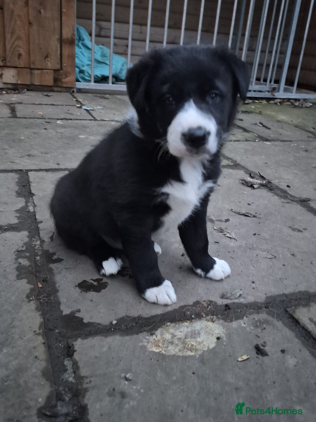 Mixed Breed dogs for sale: Beautiful litter of collie pups - Advert 2