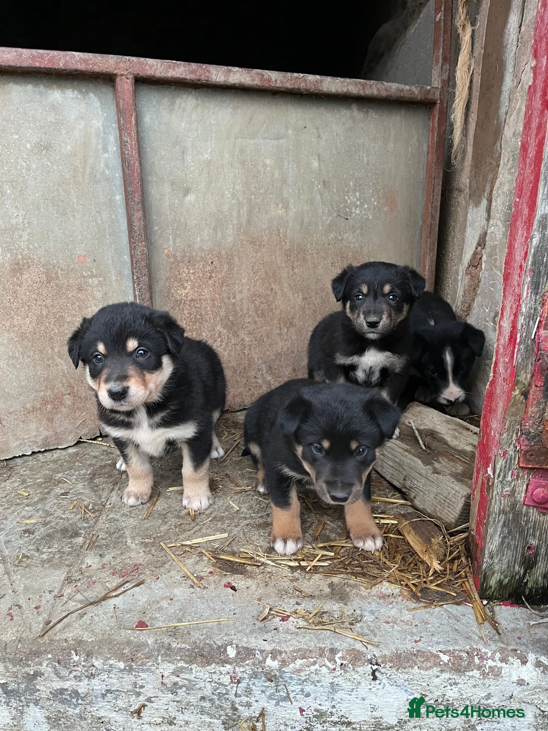 Mixed Breed dogs for sale: Border Collie Puppies - Advert 5