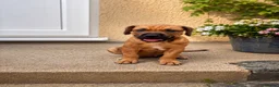 Mixed Breed dogs for sale: Presa Canario x - Advert 5
