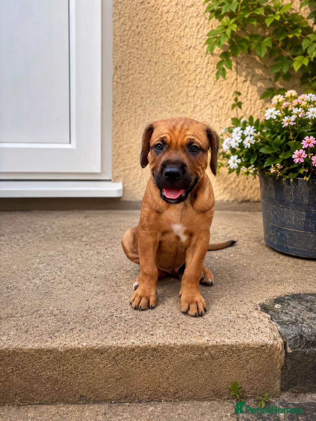 Mixed Breed dogs for sale: Presa Canario x - Advert 5