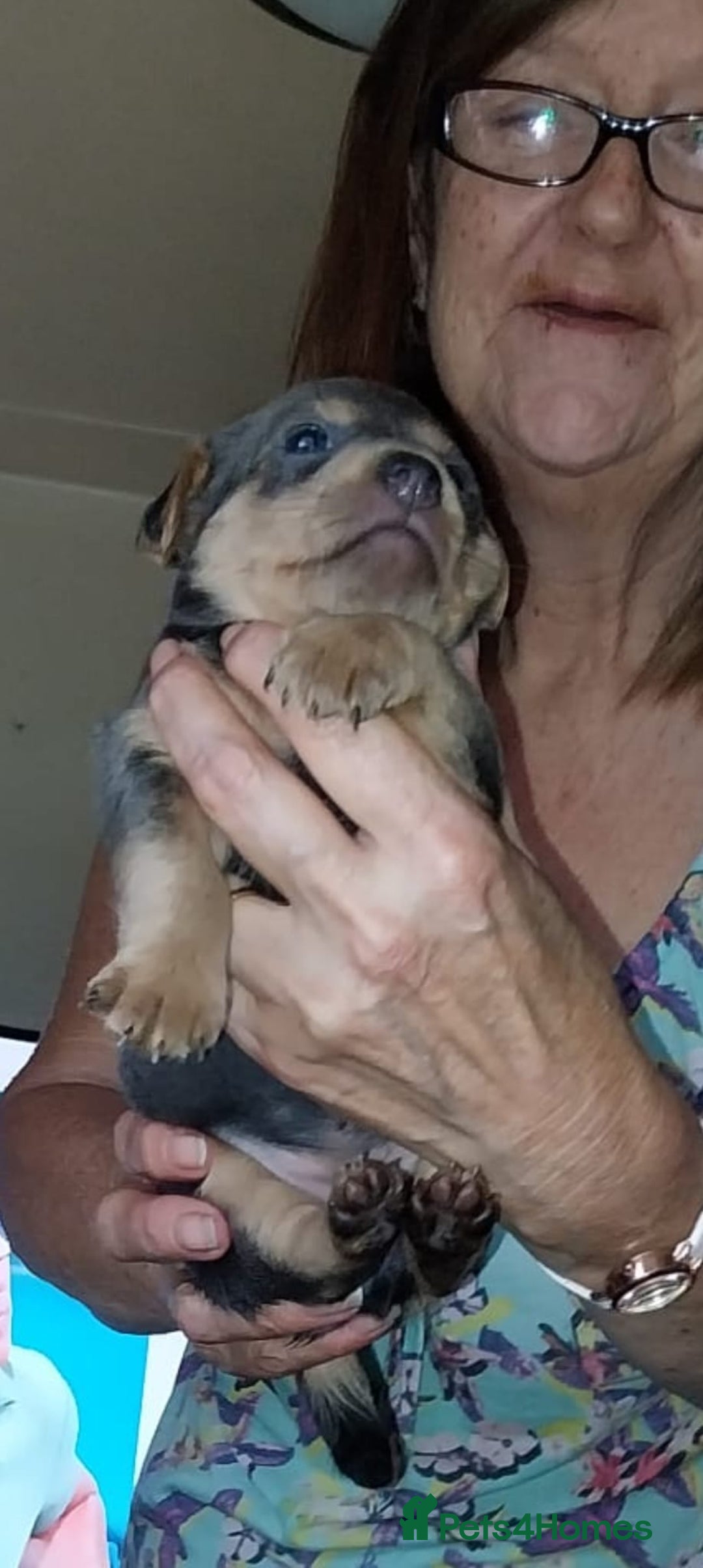 Jack Russell dogs for sale: Wenlock  jack russel puppies  - Image 6