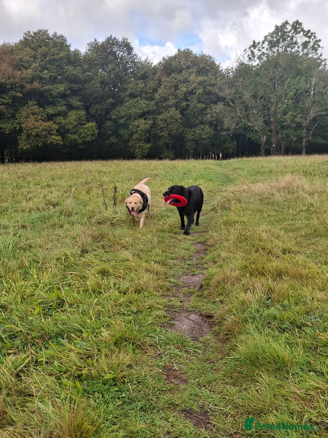 Mixed Breed dogs for sale: Lab cross springer/german shepard  in Bolton - Advert 6