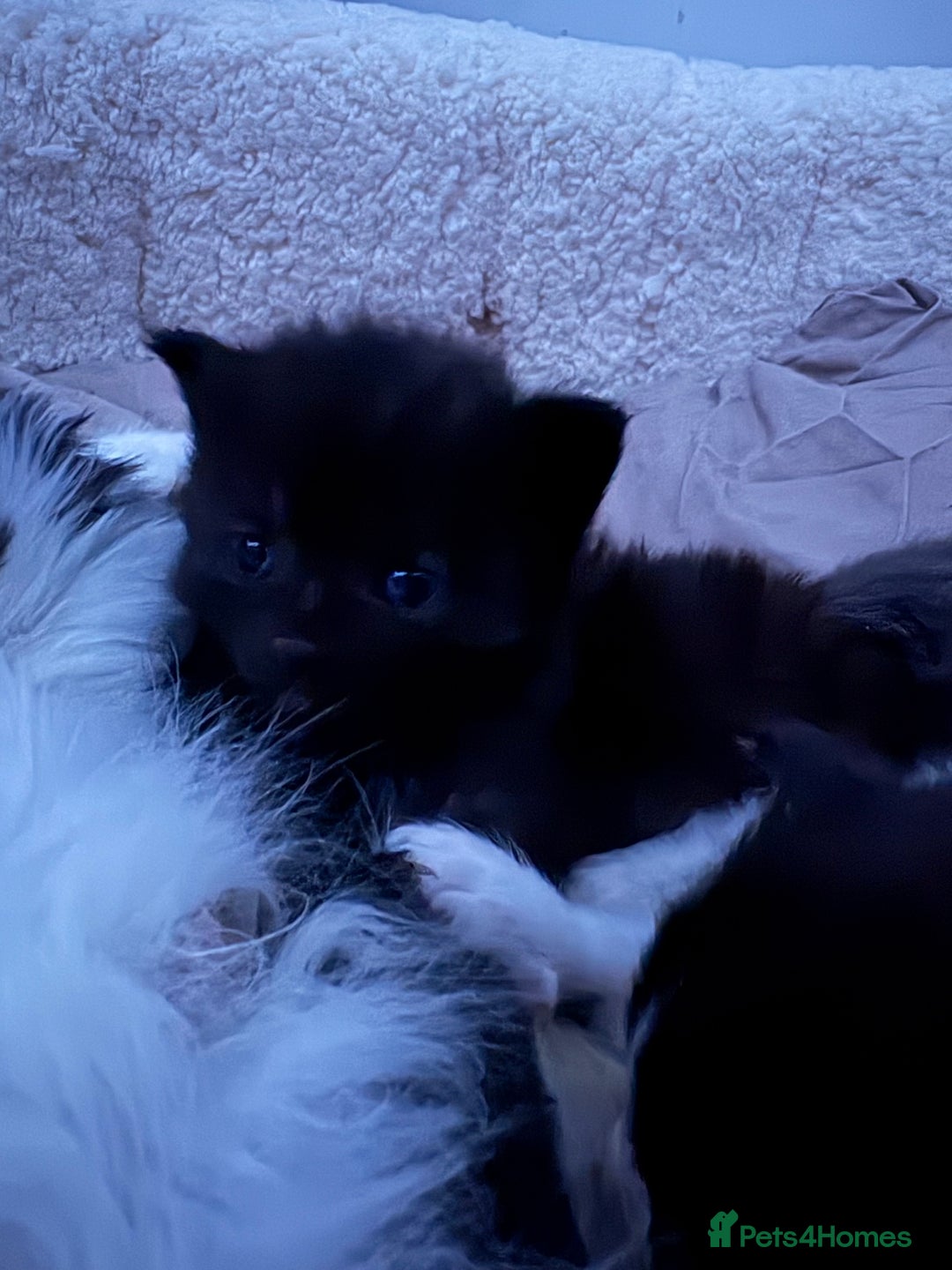 British Longhair cats for sale: Kittens need gone (available to leave in 2 weeks) - Advert 5