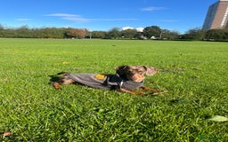 Miniature Dachshund dogs for stud: Miniature Dachsunds for stud  - Image 7