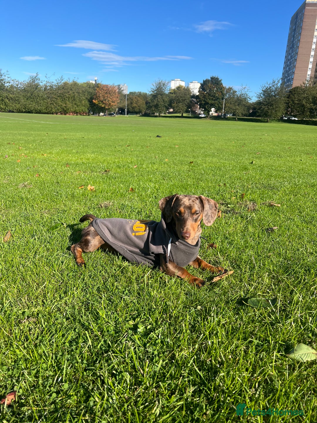Miniature Dachshund dogs for stud: Miniature Dachsunds for stud  - Image 7