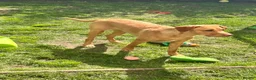Labrador Retriever dogs for sale: Partly trained 6 month old Labrador retriever - Advert 3