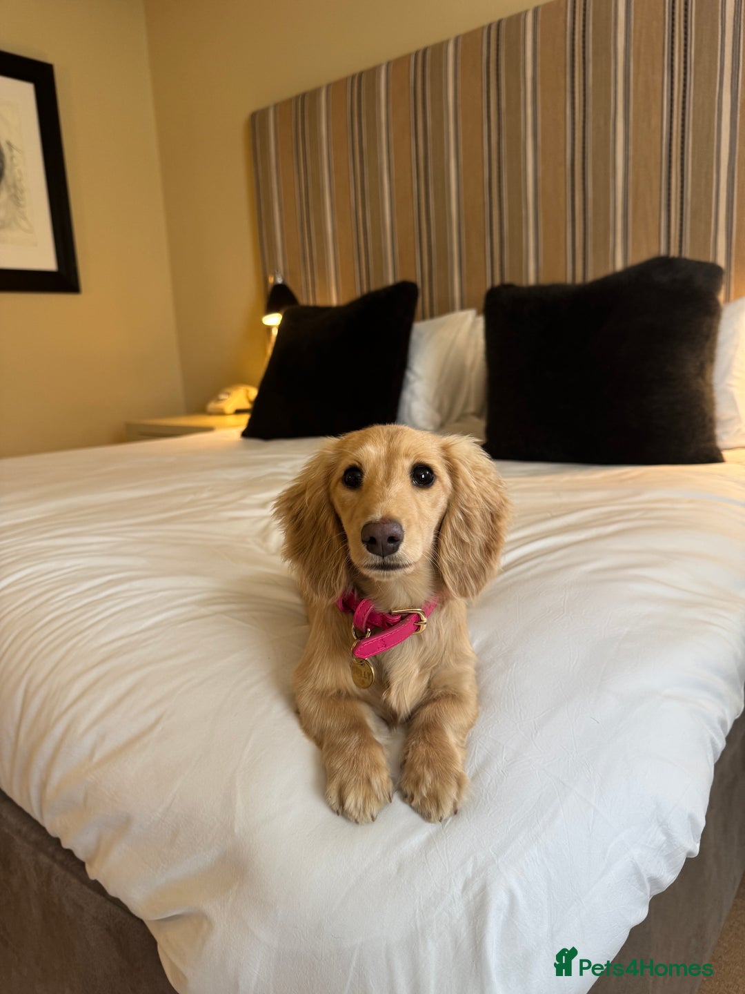 Miniature Dachshund dogs for sale: Cream KC reg miniature dachshund - Advert 6