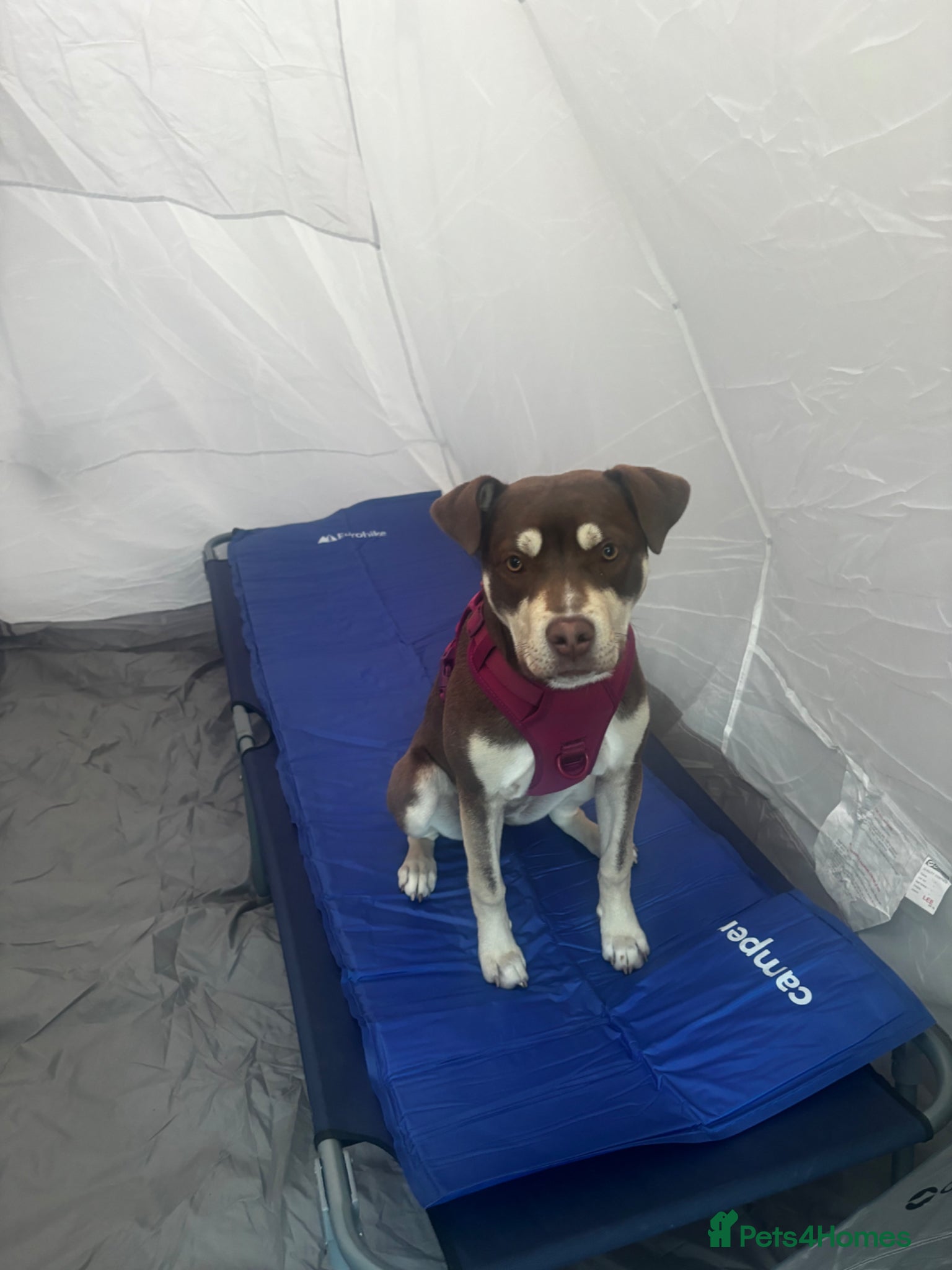 Mixed Breed dogs American bulldog cross - Advert 1