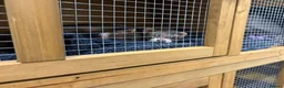 Ferret rodents for sale: X2 baby boys bonded ferrets  in Swindon - Advert 5