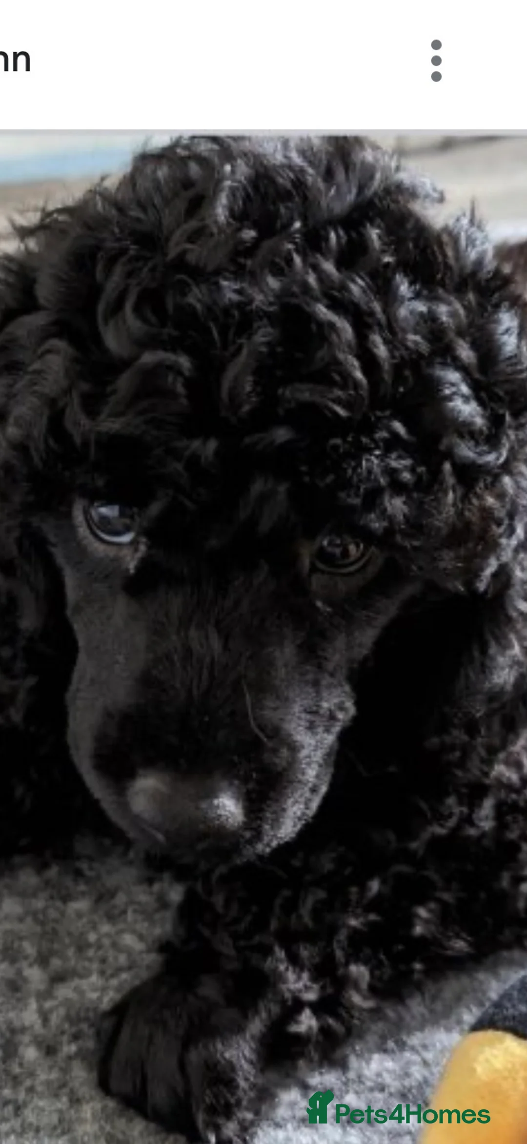 Jackapoo dogs for sale: Jackapoo puppies - Advert 6