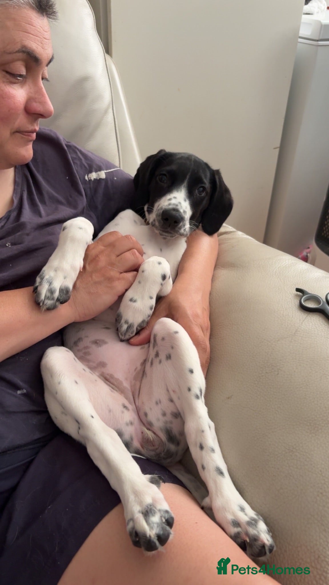 Sprocker dogs Cocker x springer(sprocker) - Advert 12