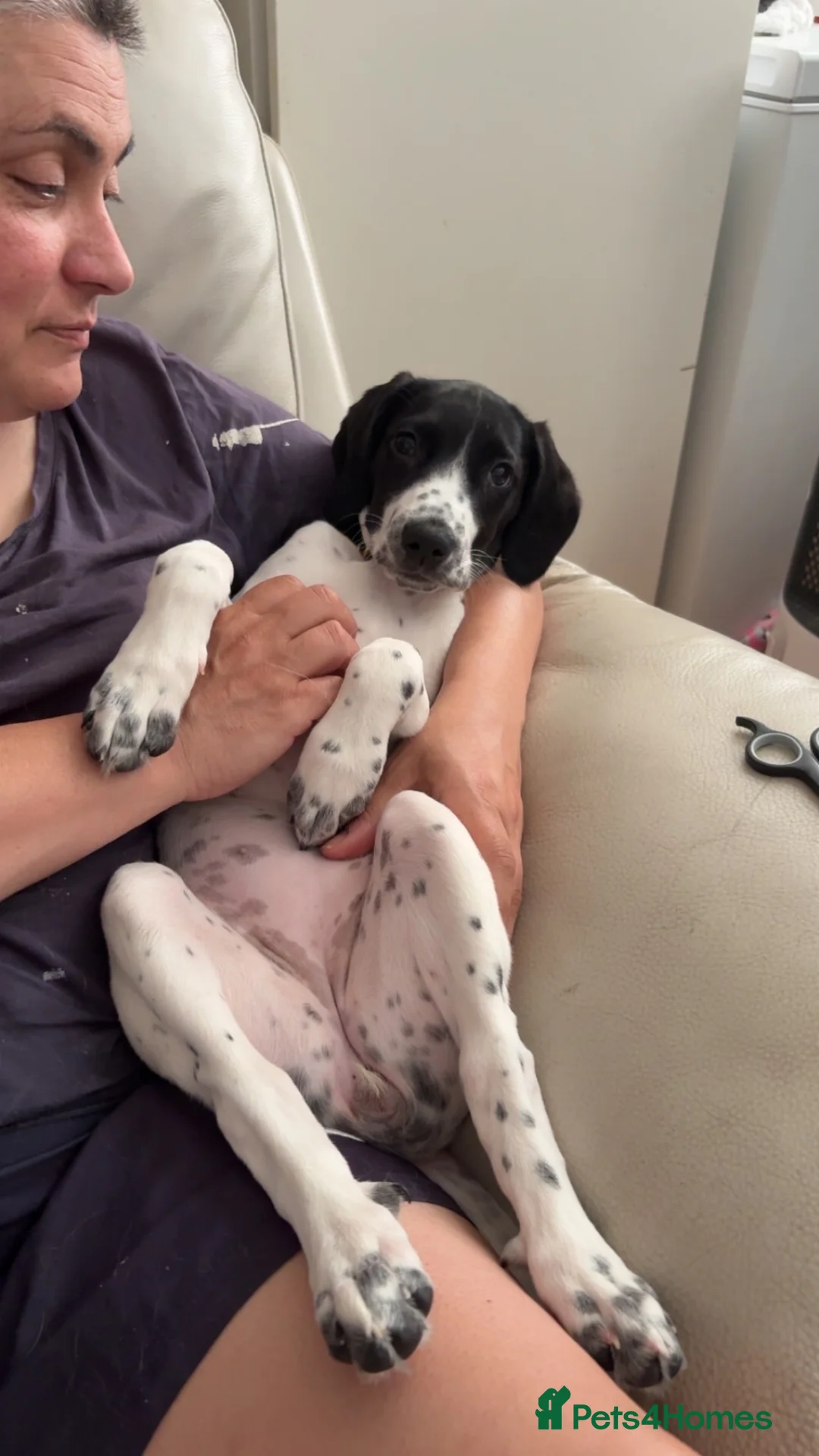 Sprocker dogs for sale: Cocker x springer(sprocker) - Advert 1