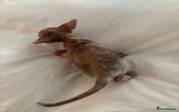 Sphynx cats for sale: Sphinx kittens  - Image 8