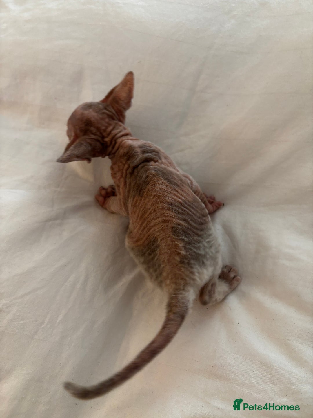 Sphynx cats for sale: Sphinx kittens  - Image 8