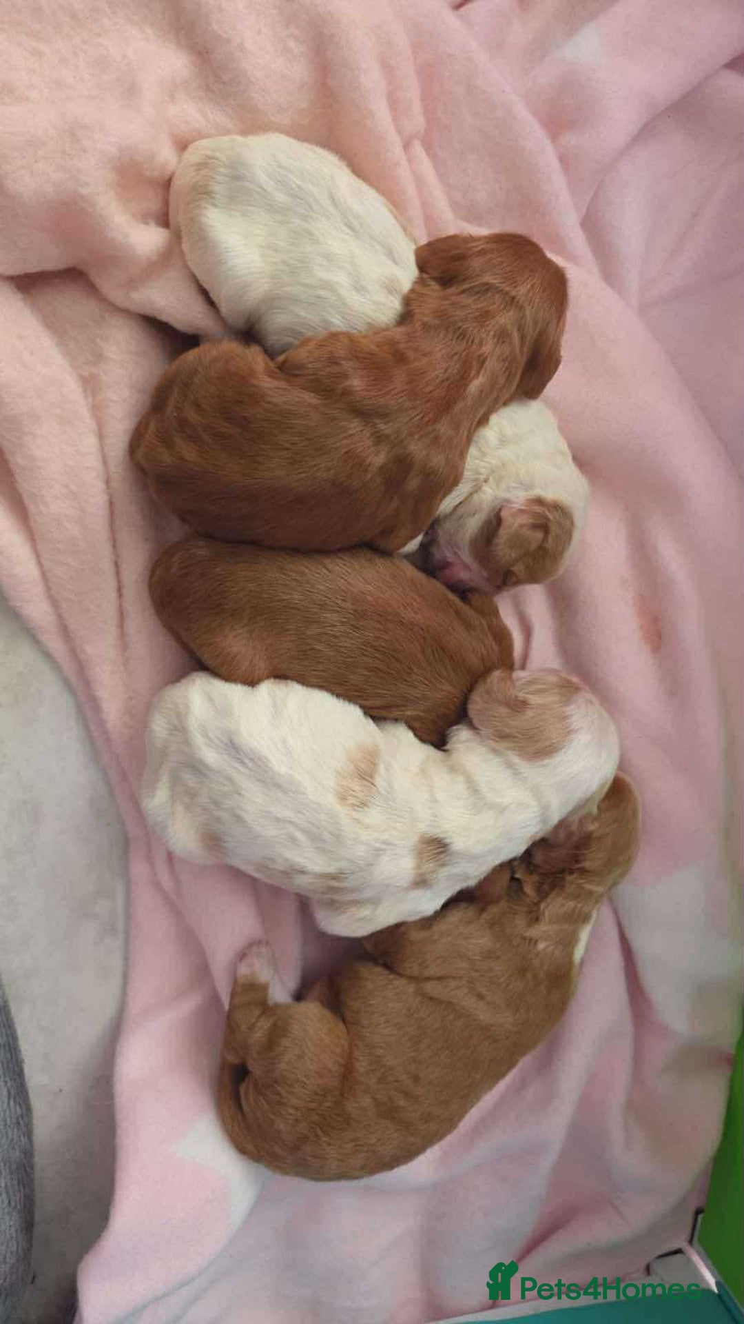 Cocker Spaniel dogs for sale: KC Registered Cocker Spaniel Puppies  - Image 9