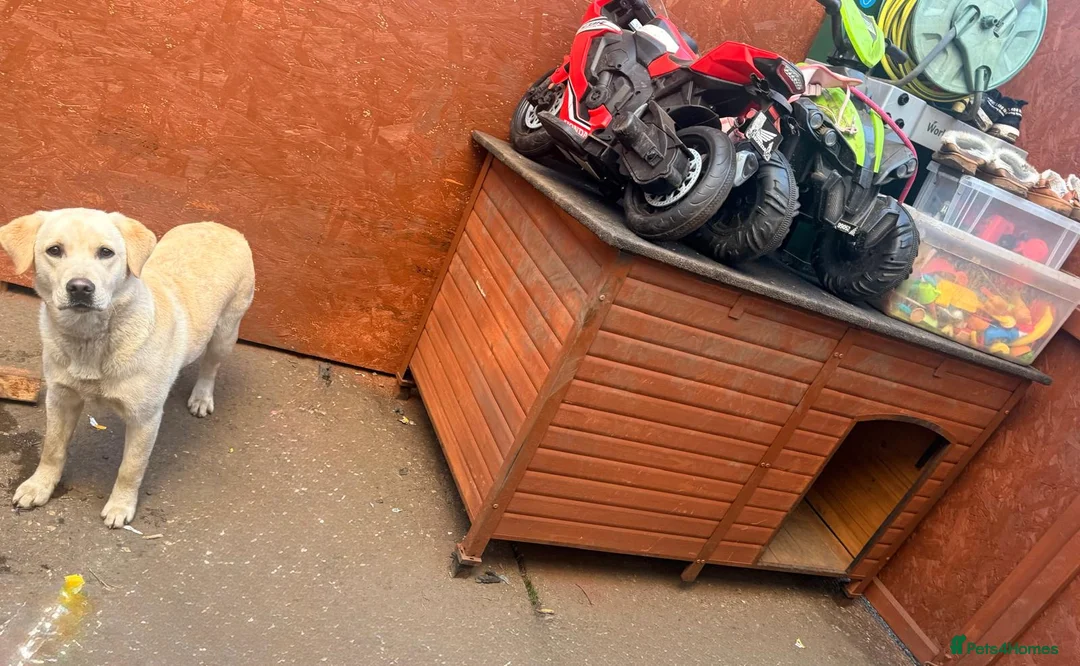 Golden Retriever dogs for sale: Golden Retriever Female 8 Months Loving Home Need - Advert 5