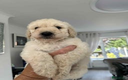 Standard Poodle dogs for sale: Stunning KC Standard Poodle Puppies for sale - Image 1