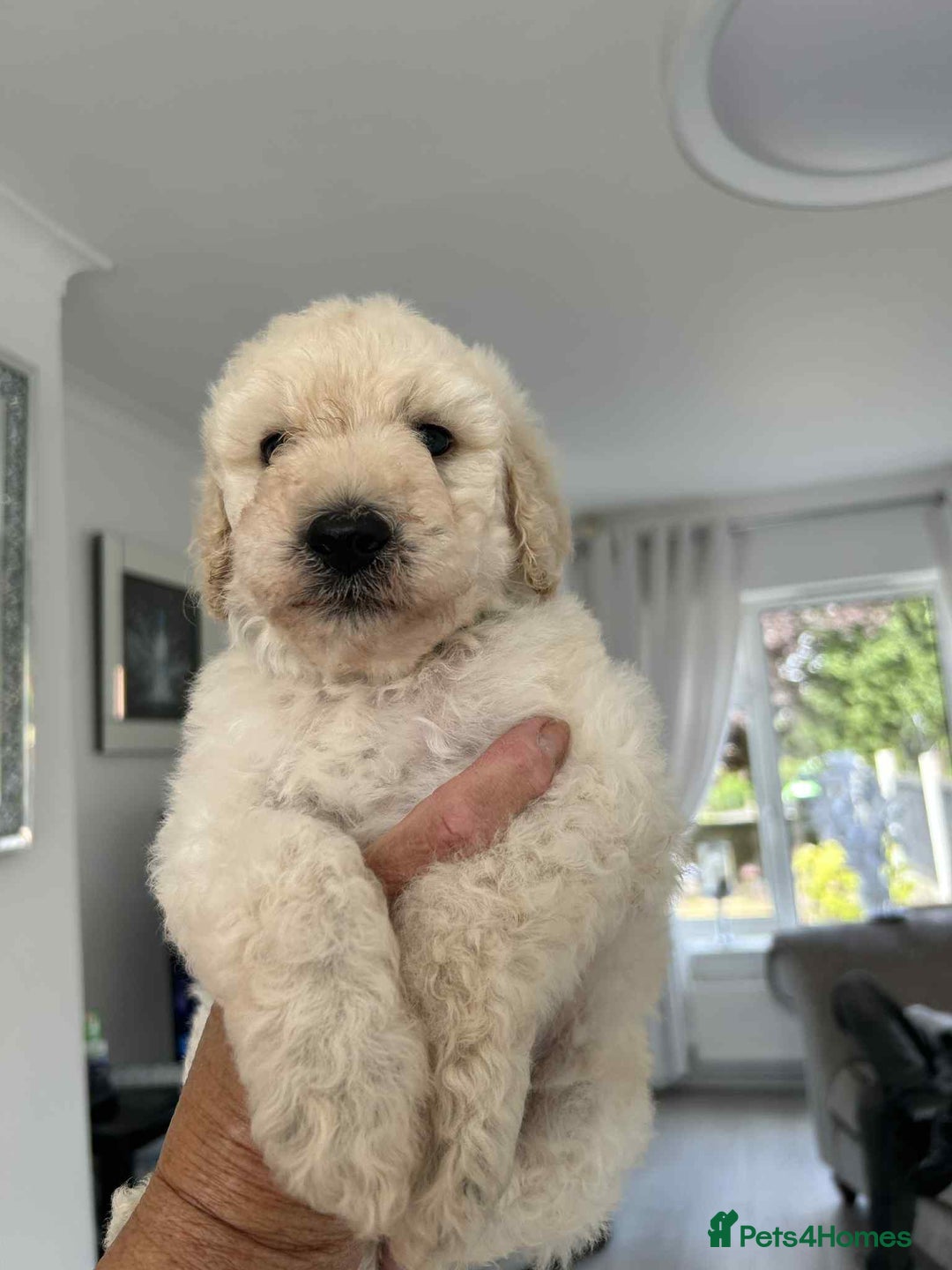 Standard Poodle dogs for sale: Stunning KC Standard Poodle Puppies for sale - Image 1