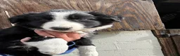 Border Collie dogs for sale: Border collies - Advert 3