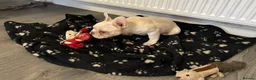 French Bulldog dogs for sale: Beautiful Frenchie Females - Advert 17