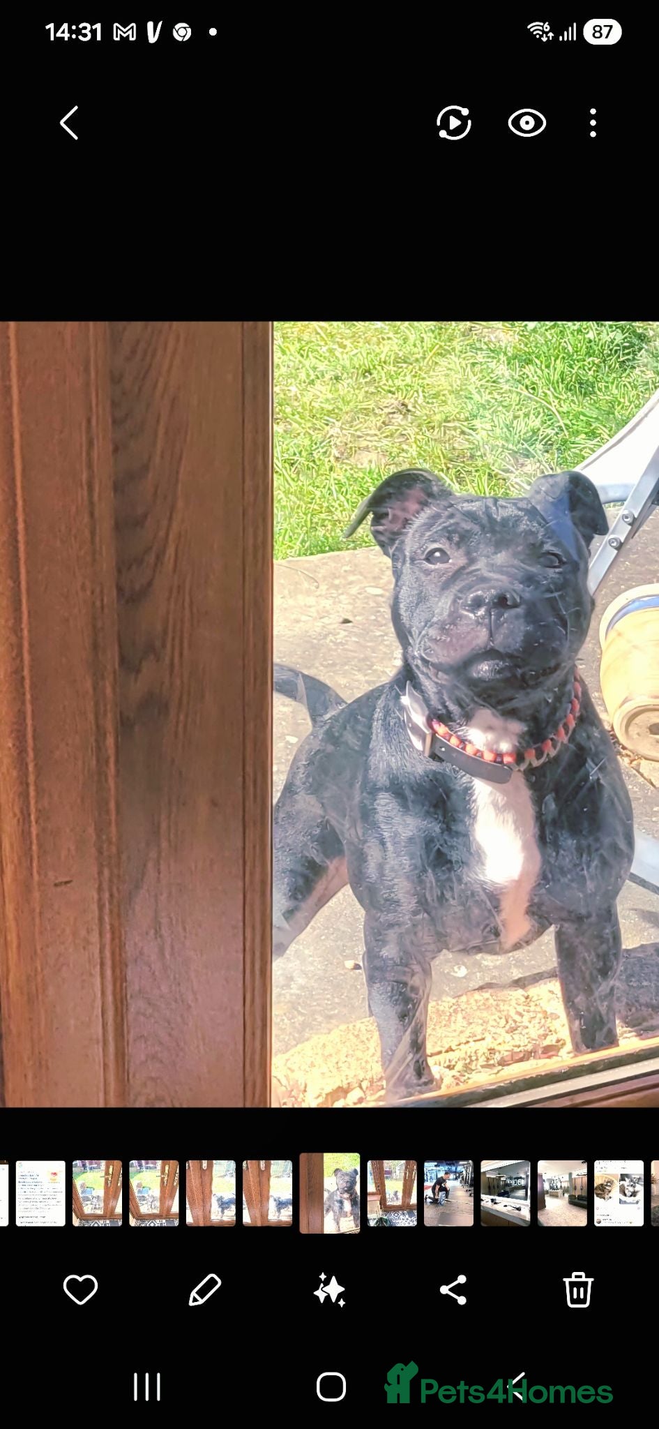 Staffordshire Bull Terrier dogs Staffy beautiful  - Advert 8