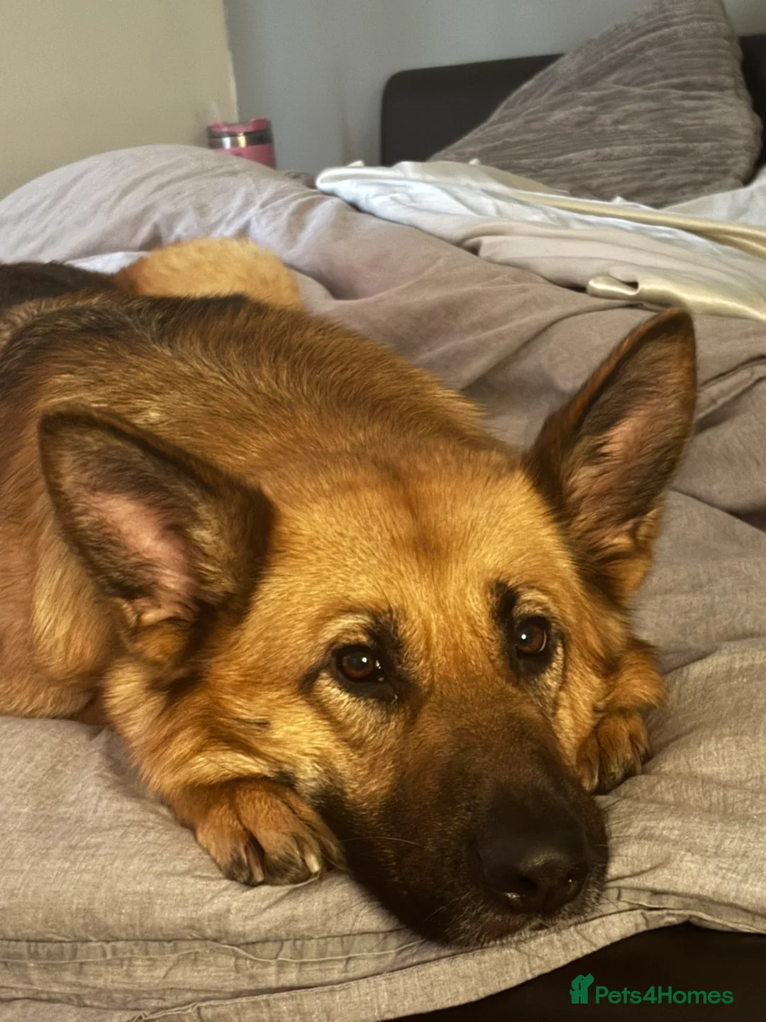 German Shepherd dogs for sale: Skye - German Shepherd - Advert 2