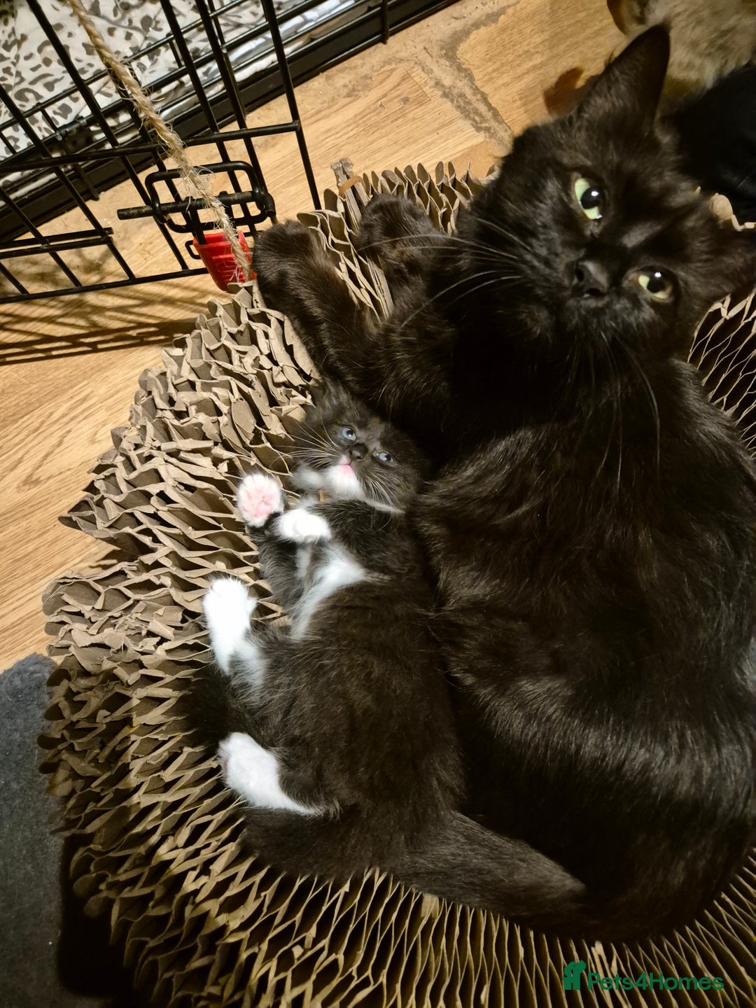 Mixed Breed cats for sale: Half Ragdoll kittens  - Advert 19