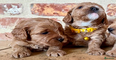 Cavapoo dogs - Advert 6