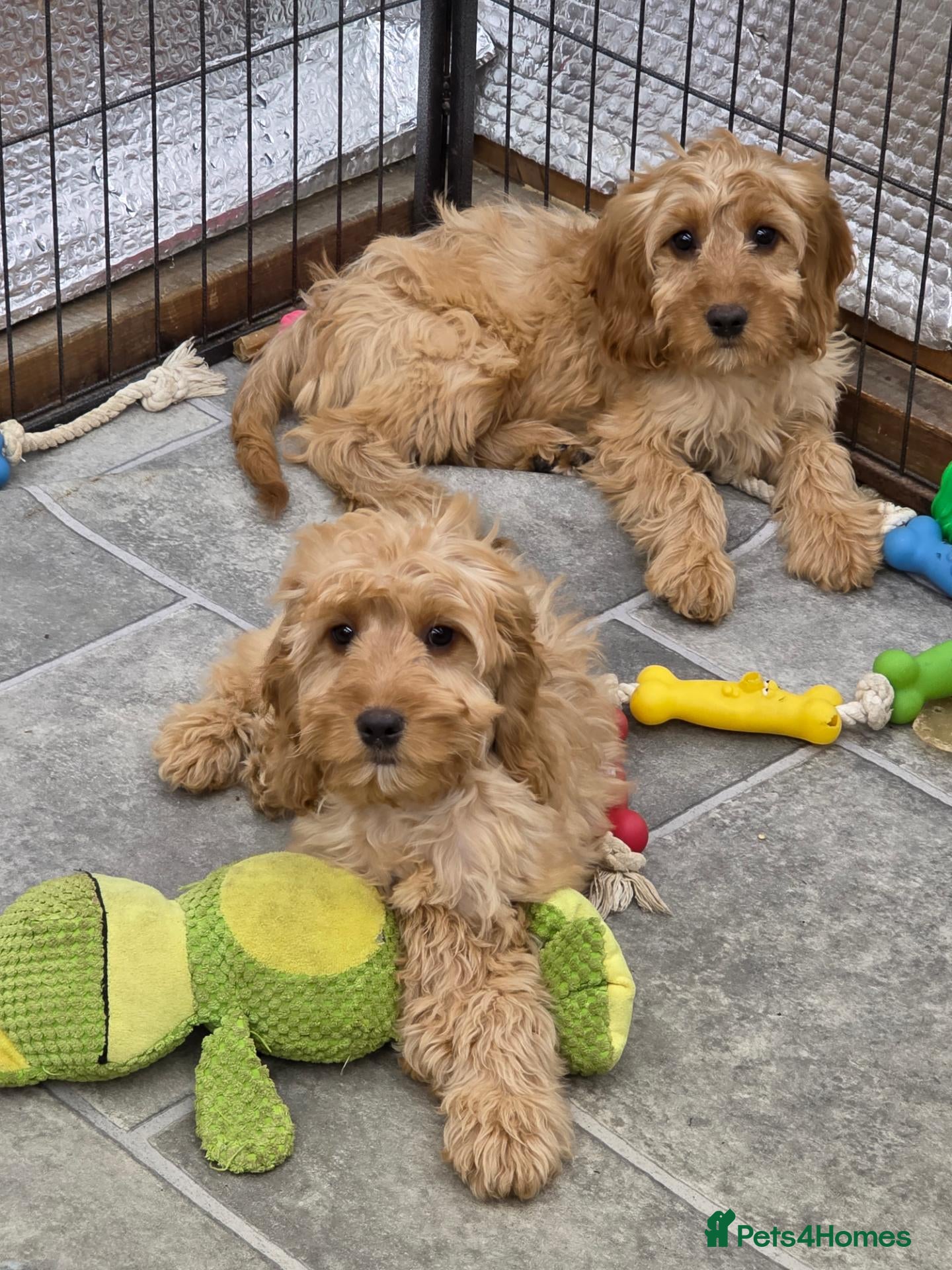 Cockapoo dogs 2 female F1 Cockapoos - Advert 15