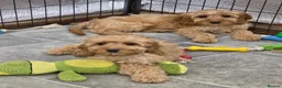 Cockapoo dogs for sale: 1 female F1 Cockapoo - Advert 5