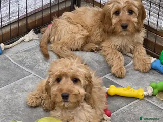 Cockapoo dogs 2 female F1 Cockapoos - Advert 15