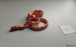 Corn Snake reptiles for sale: 6 week old baby corn snakes - Image 20