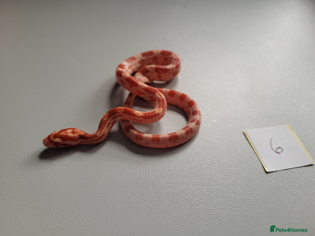 Corn Snake reptiles for sale: 6 week old baby corn snakes - Image 20