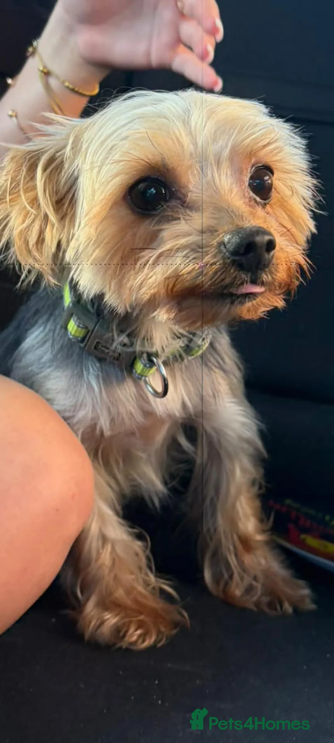 Yorkshire Terrier dogs for stud: Long hair Yorkshire terrier to STUD ONLY - Advert 1